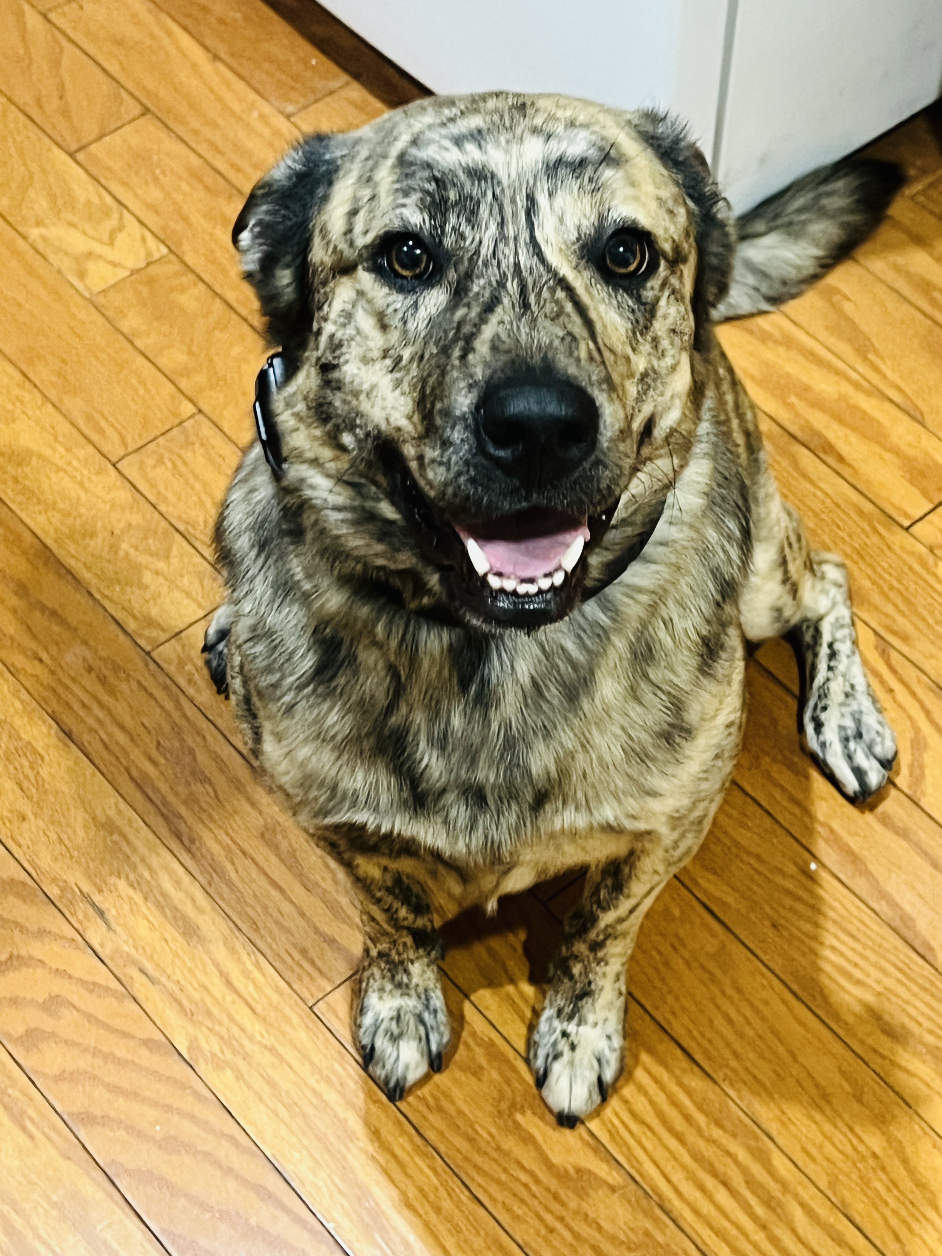 Merlin the dog